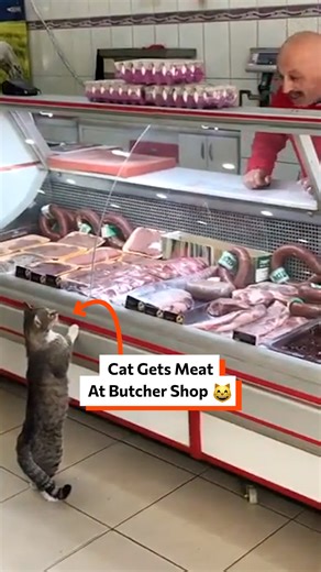 Cat gets meat at butcher shop 😸 | Twisted