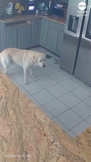 Dog starts fire that kills 3 pets, damages home