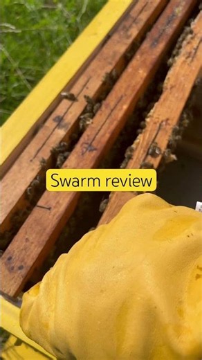 BOOMING Swarm Review 🔥🐝