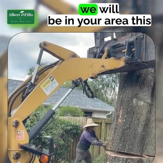 From tree trimming to full tree removal, we’re your go-to Tampa tree service professionals. ✔️ Licensed & experienced ✔️ Residential & commercial ✔️ Storm & emergency tree services Book now 👉 https://www.albertellislandscaping.com/contact-local-tree-service #TampaTreeService #TreeRemovalTampa #TreeTrimmingTampa #TampaFL #LandscapingTampa #LocalBusiness | Albert & Ellis Landscaping & Tree Service