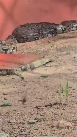 Reticulated python snake #birds #animalpark #wildlifepark #snake #python #jungle safari # animalpark