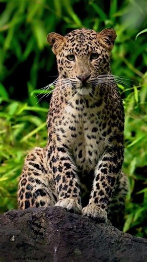 #leopard #privatesafari #photography #bigcat #wildlifeildlifephotography #wildlife