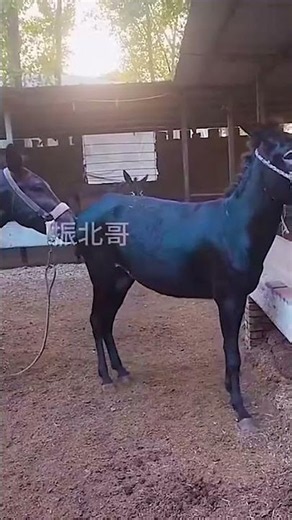 Funniest Donkey Ever Donkey Training the fun way 17