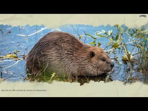 Nací como lobo… y este es mi comienzo | WolfQuest #1