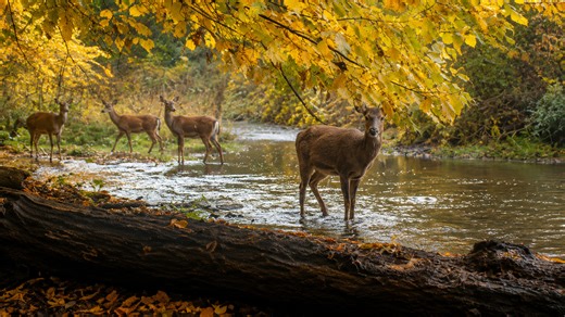 1-week camera trap captures deer crossing river in autumn forest