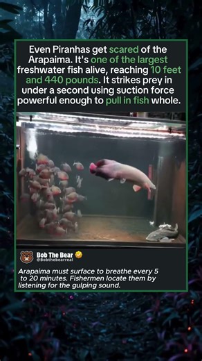 The Most Feared Predator in the Amazon River