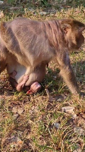 Lovely Baby Monkey With Mom Take Care #shorts