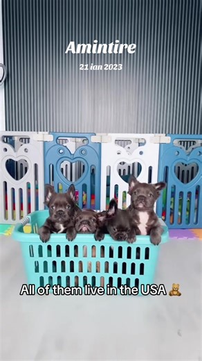 Beautiful fluffy puppies bred by Frenchie House a long time ago 🧸🧸🧸 #fyp #bulldog #frenchbulldog #bulldogfrancez #romania