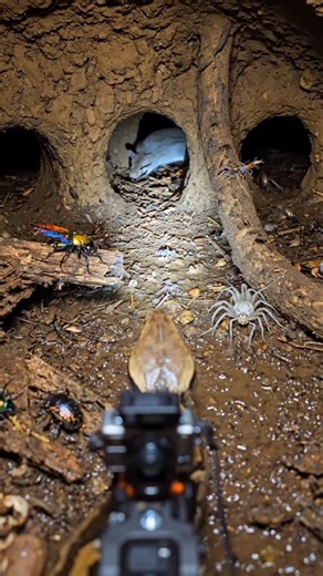 “Python POV: Underground Exploration” # short # trending# viral