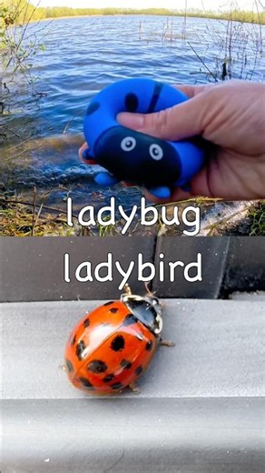 Toy Learning Fun | Kids Learn Bug Insect Names at the Lake: Ladybug Rhino Beetle Slug Stag Beetle