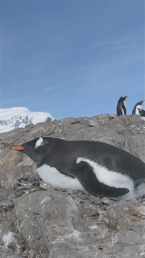 Every rock counts. #penguin #naturepbs #wildlife #stem #animals