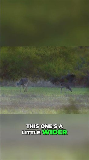 Deer vs. Deer: Is This the Ultimate Hunting Trophy? #shorts