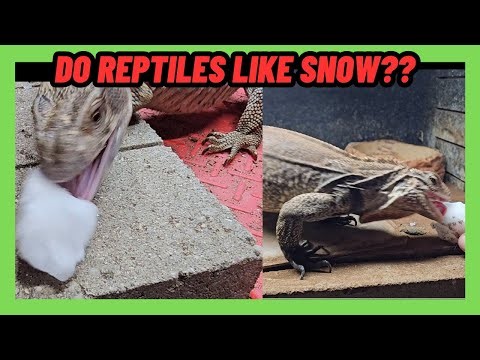 DO REPTILES REALLY LIKE SNOW?