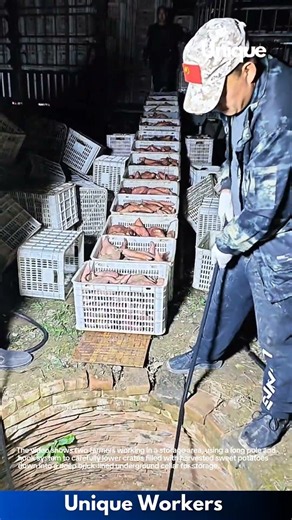 Crop Storage: Farmers Lowering Crates of Sweet Potatoes into Underground Well Cellar