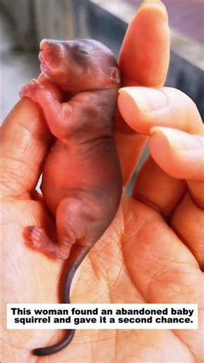 This woman found an abandoned baby squirrel and gave it a second chance.
