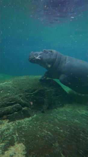 Hippos After Dark 🌙