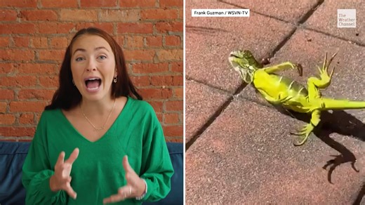 We’re used to seeing rain in the Sunshine State, but when the mercury plummets, Florida experiences a very different kind of precipitation: falling iguanas. The Weather Channel's content producer Katie Tutrone explains this "frozen" phenomenon. | The Weather Channel