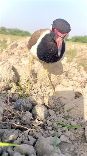 I Made a Nest for a Lapwing… She Trusted Me & Started Eating 🥺🐦 #shorts