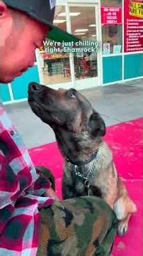 Terrified German Shepherd Learns How To Trust — Thanks To A Whole Community | The Dodo