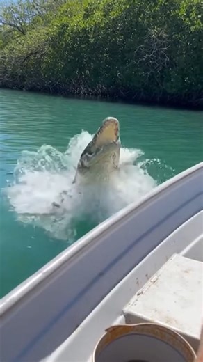 Croc Attacks Boat in Heart-Stopping Video Everglades City, Florida — October 15, 2025 A group of boaters experienced a terrifying close encounter with a massive crocodile in the murky waters of a Florida mangrove swamp this week. The incident, captured on a handheld camera, shows the reptile swimming calmly toward the small aluminum vessel before suddenly launching a violent attack. The viral footage shows a passenger holding a GoPro camera as the crocodile lunges, its mouth agape, revealing row