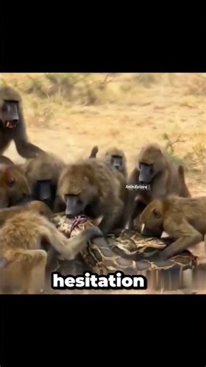 “Wild Justice: Baboon Troop’s Merciless Attack on a Giant Snake” #animalshorts #wildlife