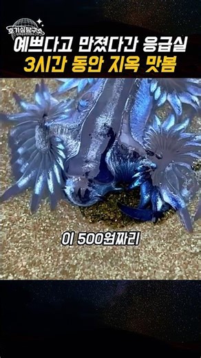 스페인 해변 폐쇄시킨 3cm 괴생명체 (만지면 큰일남)