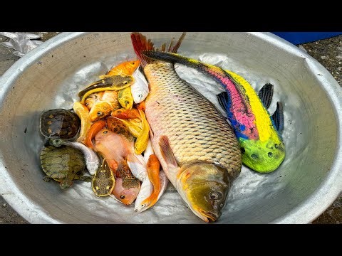Kem Chanel lái công nông bắt cá trong chum có cá chép, rùa con màu sắc, cá koi, axolotl, cá betta