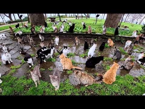 A man who cannot sleep at night if even a single stray cat goes hungry.