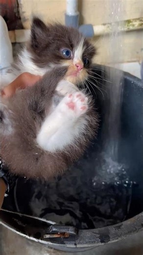 Cute kitten first bath and swim in the pool #cat #rescuecat #cute #catlovers #kitten