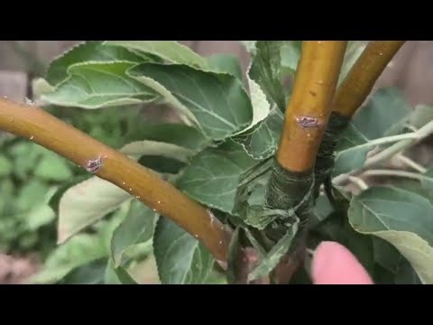 Snapped Apple Tree Recovery, Raking Autumn Leaves, Seedlings Doing Well - Reverse Homesteading