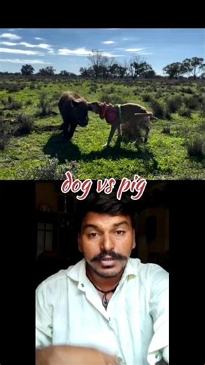 DOG 🐕 VS PIG 🐷. #animals #facts #shorts #dog #pig #trending #FIGHT