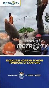 Detik-Detik Proses Evakuasi Korban Pohon Tumbang di Lampung #shorts