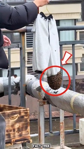 Bees built a hive in the most unexpected place