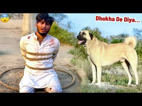 Kangal Dog Ky Nakali Malik Ny Bhot Bhra Dhokha De Diya 💔