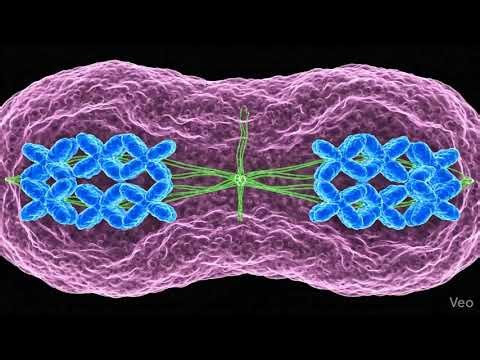 “The Cell Cycle Step by Step | Easy Biology Animation”