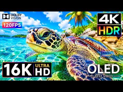 STUNNING OLED HDR SHOWCASE 🔥 16K Dolby Vision | 120FPS | 4K / 8K Ultra HD Display Test