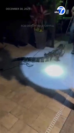 Whoa! A family in Florida had to call in the professionals when they discovered an alligator taking a dip in their backyard pool. | ABC7