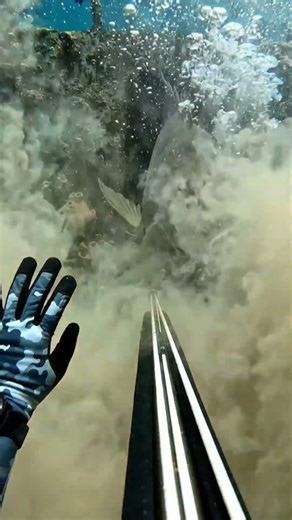 MONSTER GOLIATH GROUPER EXPLODES on Speargun — Shipwreck Dive Goes INSANE 😱🐟💥 #sealife #animals