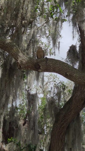 red tail hawk with a banned water snake #snake