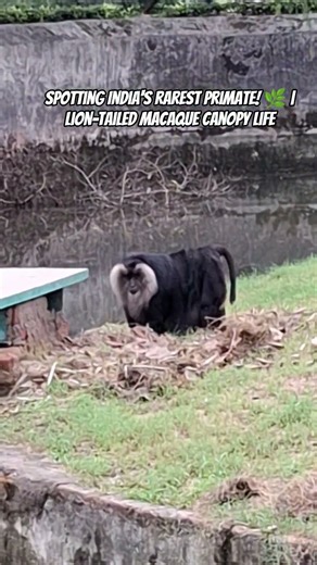 Spotting India's Rarest Primate! 🌿 | Lion-Tailed Macaque Canopy Life #WildlifeDocumentary