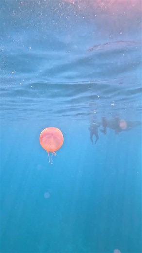 Jellyfish 🪼 🎐 🪼 🎐 🪼