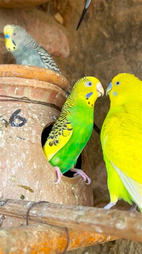 Happy Yellow Budgies Natural Sounds 🐦🎶 #shorts #parrot #Bird