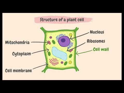What is plant cell #structure #organelles