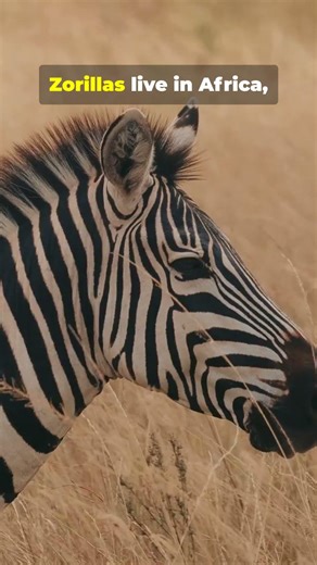 🦨 Zorilla | Africa’s Fearless “Skunk” with a Powerful Defense 😱🔥 #facts#nature #wildlifeshorts