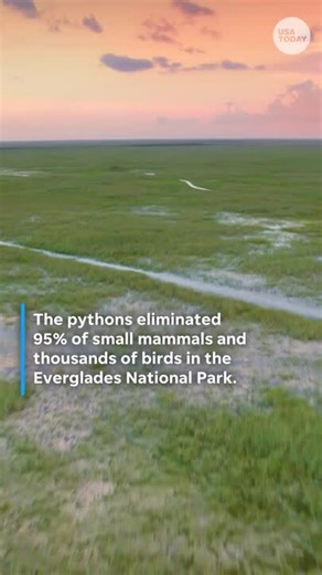 Robot rabbits help Florida fight invasive Burmese pythons in Everglades