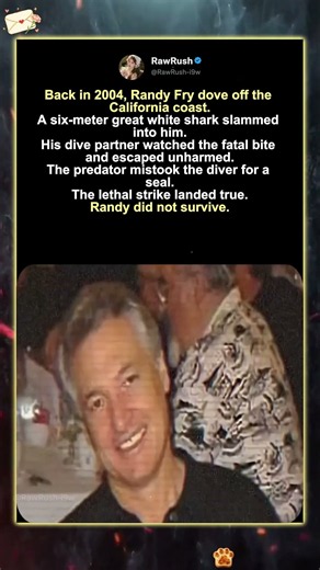 Fatal Great White Shark Encident in California, 2004#fyp#animals#youtube#shorts#foryou#shortvideo
