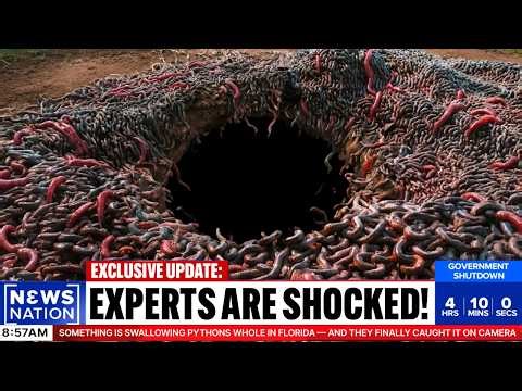 Something Is Swallowing Pythons Whole in Florida — And They Finally Caught It on Camera