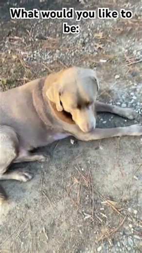 #pets #funny #cutedog #puppy