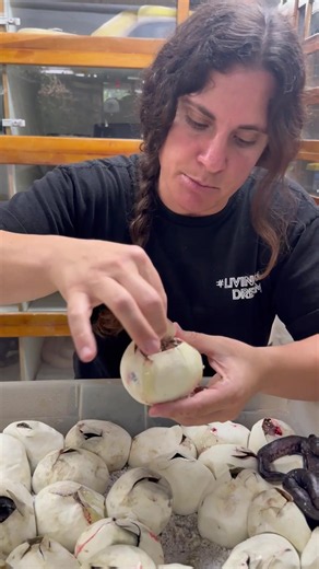This little baby Python was still in its membrane👀 So as these little babies start to develop they will use a little tooth at the top of their nose to break out of the egg🐣 This is a process called pipping and they slowly slice their way out of the egg🥚 This little baby was still in its membrane and still has to absorb all those nutrients in the egg😁 Once it does it will be ready for the real world🙌