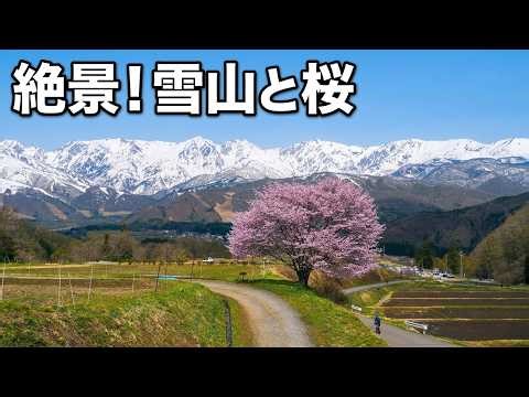 【白馬・大町】信州・北アルプス山麓の桜絶景ベスト10選！ / 大出公園・大町公園・中綱湖など / Top 10 Sakura Views with Northern Alps, Japan